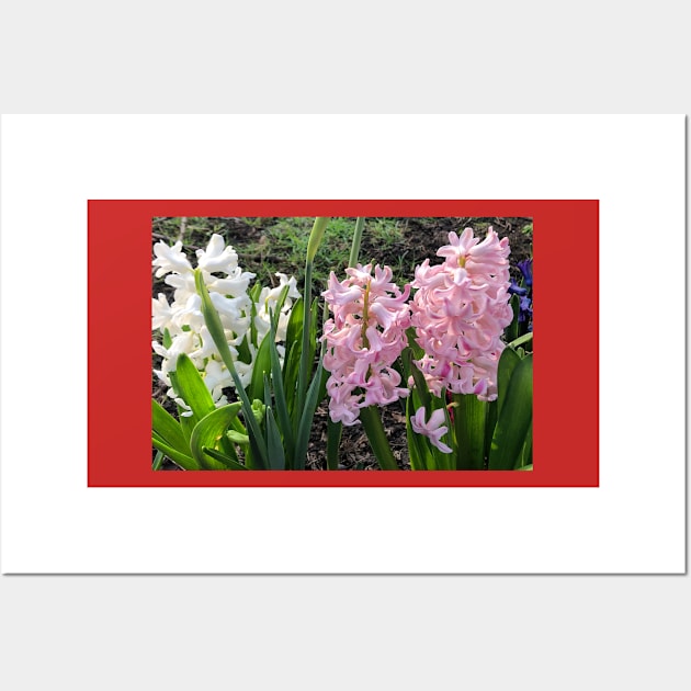 Spring bulbs in flower Wall Art by Violaman